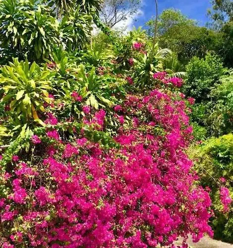 Hilltop South - Bougainville *